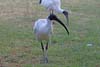 Ibis