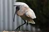 Ibis