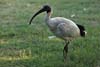 Ibis