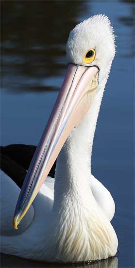 Pelican