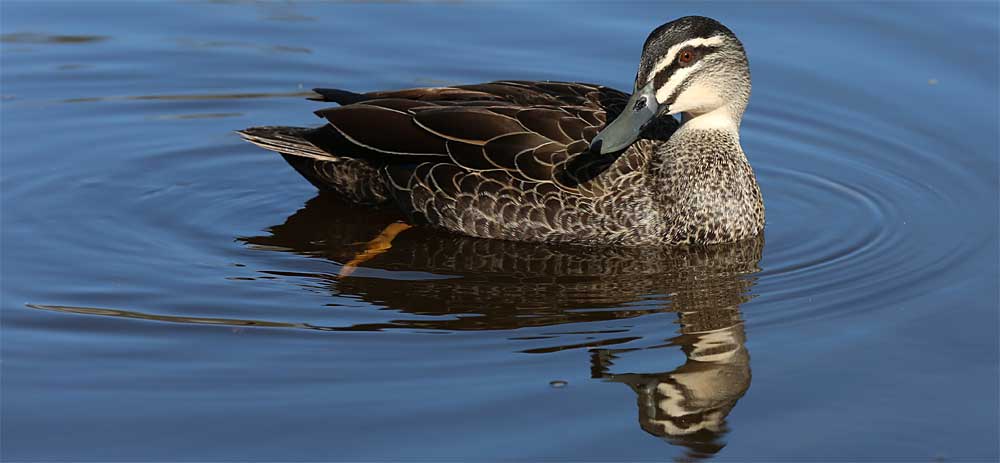 Duck