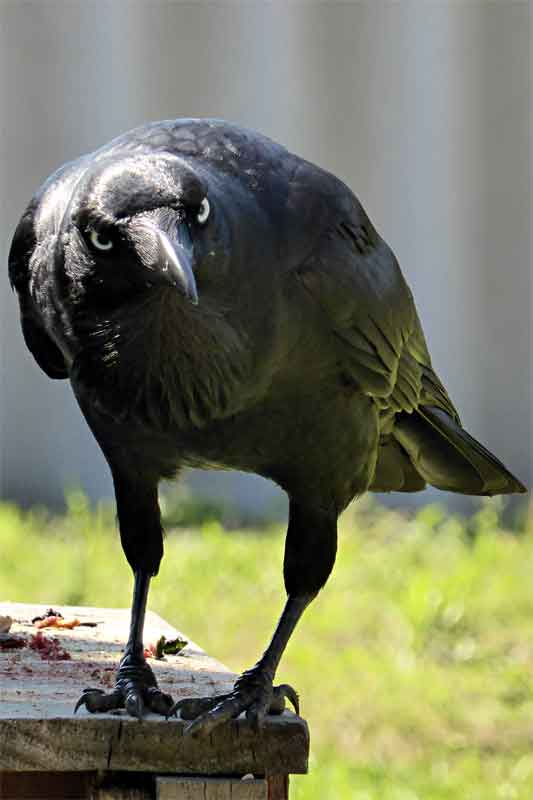 Raven