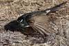 Raven
