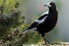 Raven