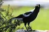 Raven