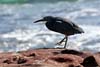 Raven