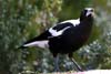Raven