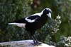 Raven
