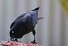 Raven