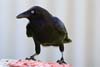 Raven