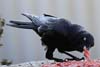 Raven