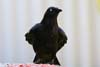 Raven