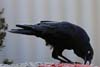 Raven