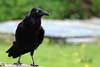 Raven