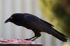 Raven