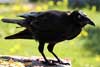 Raven