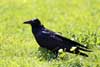 Raven