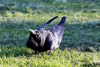 Raven