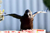 Raven