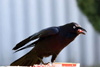 Raven