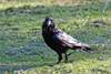 Raven