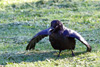 Raven