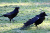 Raven