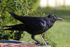 Raven