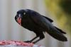 Raven