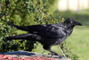 Raven