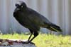 Raven