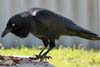 Raven
