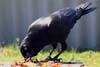 Raven