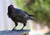Raven