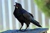 Raven