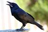 Raven