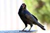 Raven