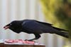 Raven