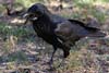 Raven
