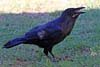 Raven