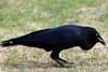 Raven