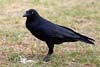 Raven
