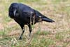 Raven