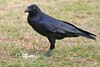 Raven