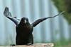 Raven