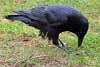 Raven