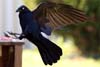 Raven