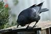 Raven