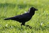 Raven