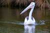 Pelican